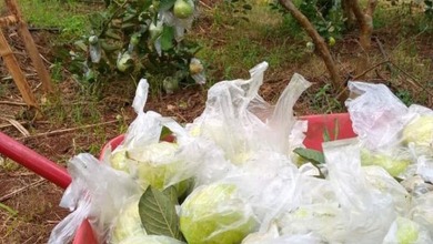 Jual Cepat Tanah Strategis di Cianjur, Cianjur, LT 10810m²