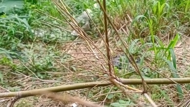 Kavling Prestisius Dijual di Setra Murni, Bandung, Harga 1,01 Triliun