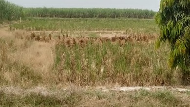 Tanah Siap Bangun Lokasi Cluster Sumedang Utara Sumedang