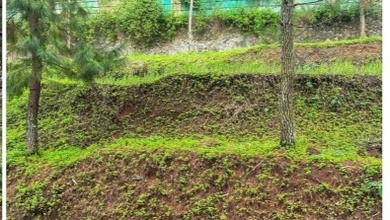 Dijual Tanah di Lokasi Premium Lembang, Bandung, Harga 800 Juta